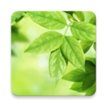 leaves live wallpaper android application logo